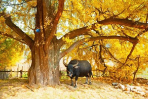 11月15/17日十里暖黄，随州千年银杏谷一日游