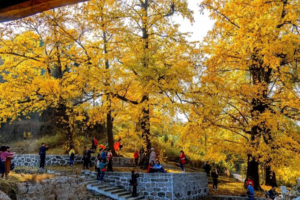 【周日-休闲赏秋】11月16日金寨银杏古村 诗意银杏、自然古村落、休闲摄影