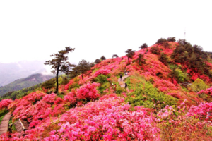 【户外休闲】4.18日（周日） 麻城杜鹃野线 邂逅十里杜鹃花海