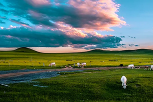 【暑期-草原+大海7日，双卧】8月7-13日，乌兰布统大草原-木兰围场-北戴河7日游