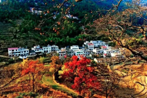 【户外休闲】10月24日中国甜柿第一村-罗田錾字石村打甜柿+吃吊锅+穿越富猪寨