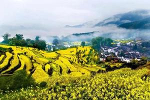 【婺源油菜花-西线2日】3月15-16日徒步岩前油菜花田-长溪-甲路-严田-水乡漳村行摄