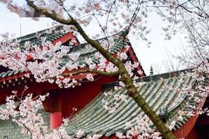 【徒步赏樱-5岁以上】3月12日、14日两期：湖北最大野樱群—赤壁葛仙山，徒步老虎岩观万亩野樱花