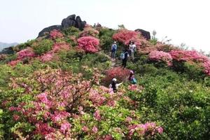 【户外登山】4月16日 卜钟山之巅  邂逅十里杜鹃花海
