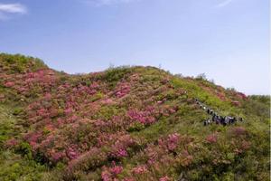 【户外登山】4月15日 杜鹃谷-龙船寨穿越紫藤和杜鹃花海