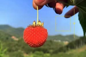 【水果猎人】5.13阳新父子山小环线