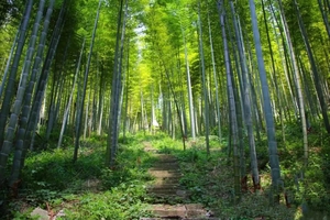 【周末亲子】5.14沧海化石，君子如竹——咸宁星星竹海单日游学活动