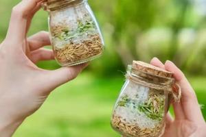 【户外亲子】小小农场主，鲁湖零碳小镇·米小君子园一日亲子活动，抓鸡、割稻谷、摘橘子、挖红薯、真人CS