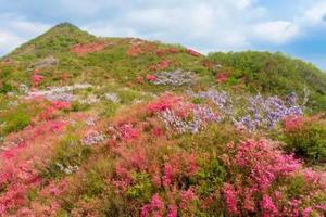 【周日登山】4月21号 走进长岭关，看山花灿漫，吊桥沟赏花徒步峡谷穿越1日
