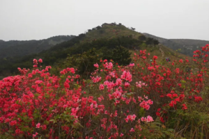 【周四·周六】4月5/10日 百年古寨龙王尖 徒步登山赏杜鹃