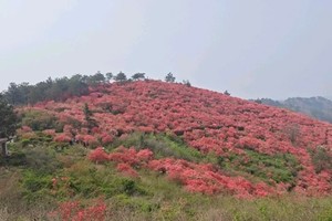 【徒步赏花】4.10/13两期：黄陂云雾山野线穿越-赏杜鹃花海（花已盛开）