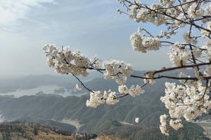 【周日徒步赏樱-7岁以上-10公里+】3月15日崇阳白崖山登山徒步+赏万亩野樱花海