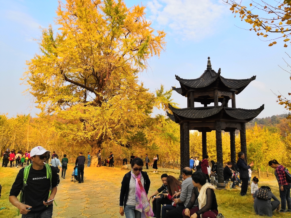 mmexport1541319775854