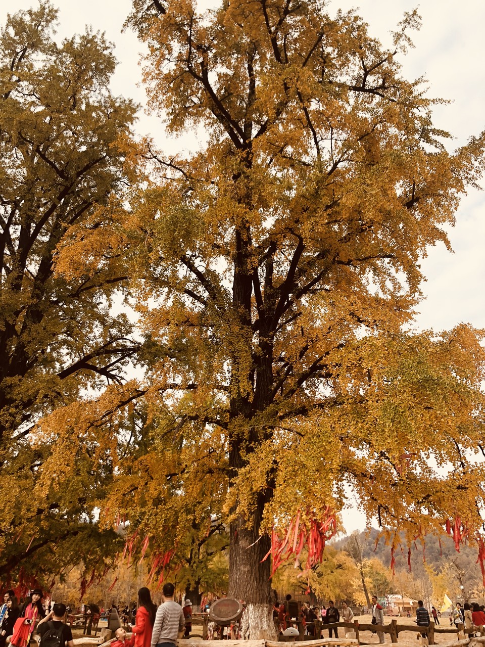 mmexport1541319788029