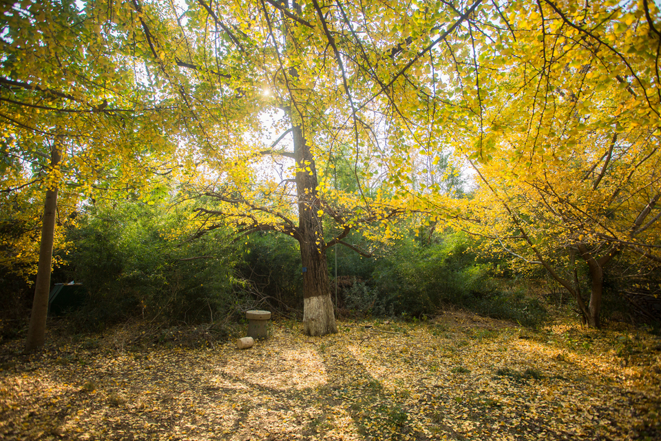 mmexport1541339713691