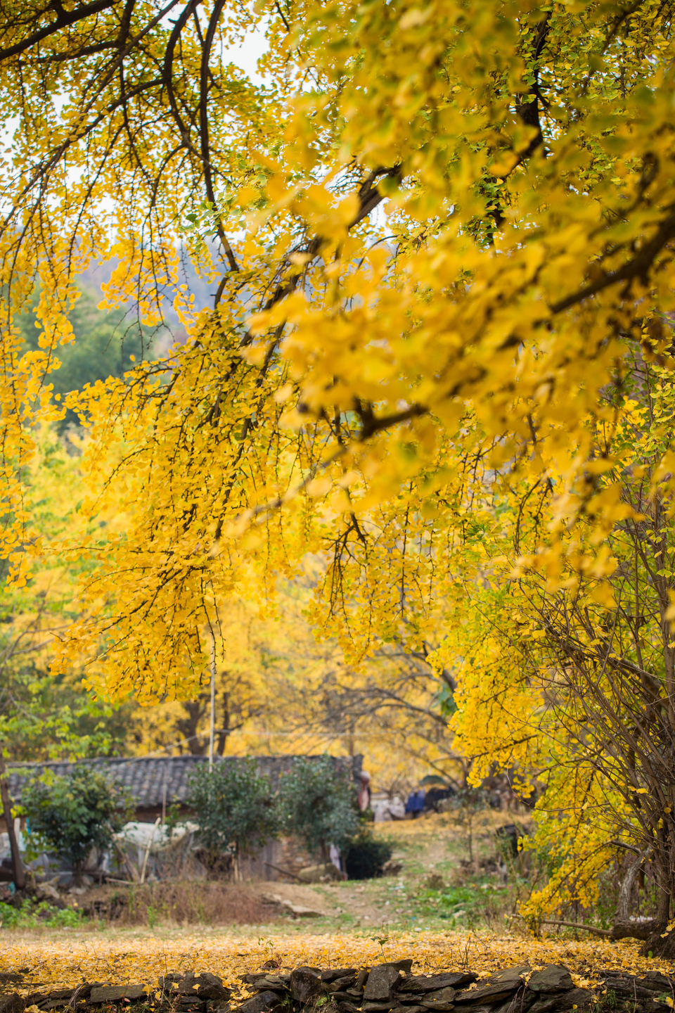 mmexport1541339738993