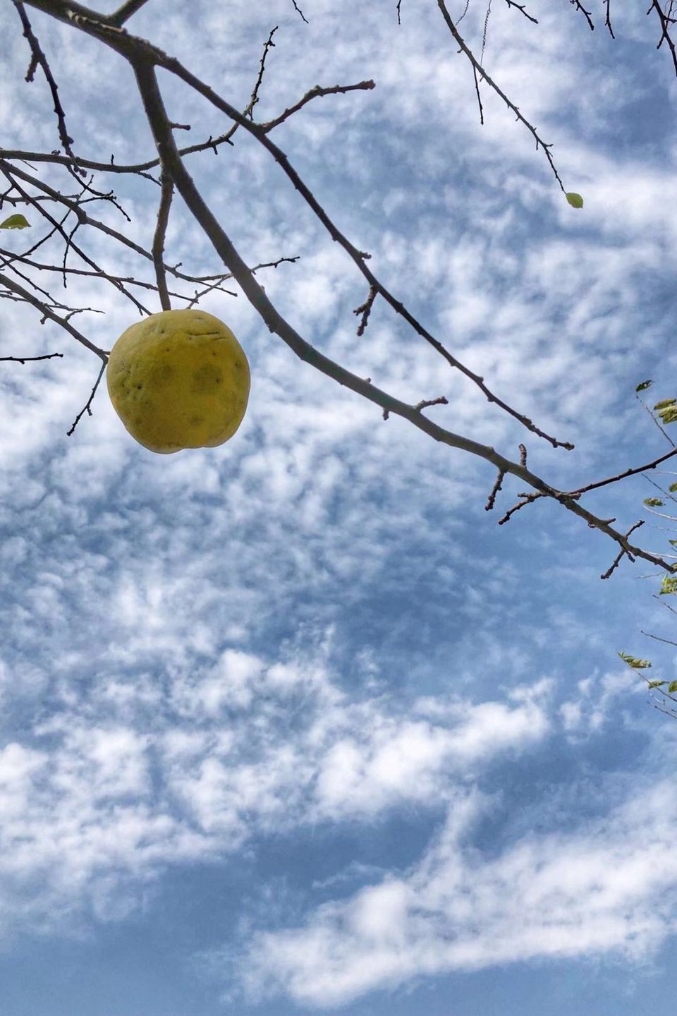 mmexport1542342528932