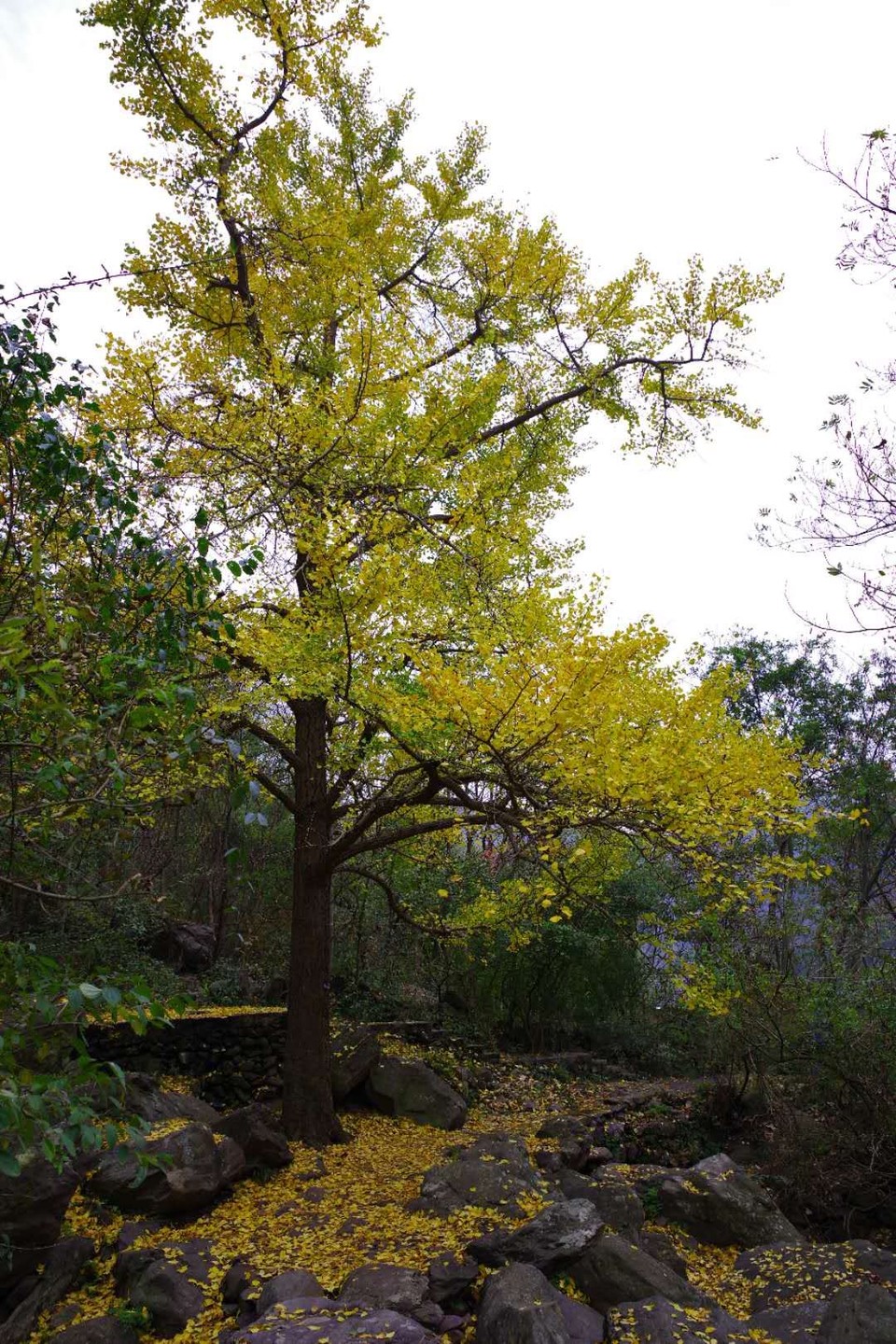 mmexport1542342736992