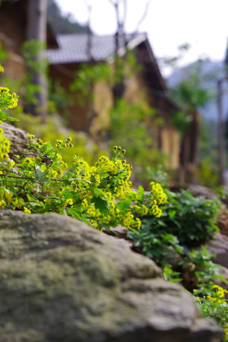 mmexport1542342747964