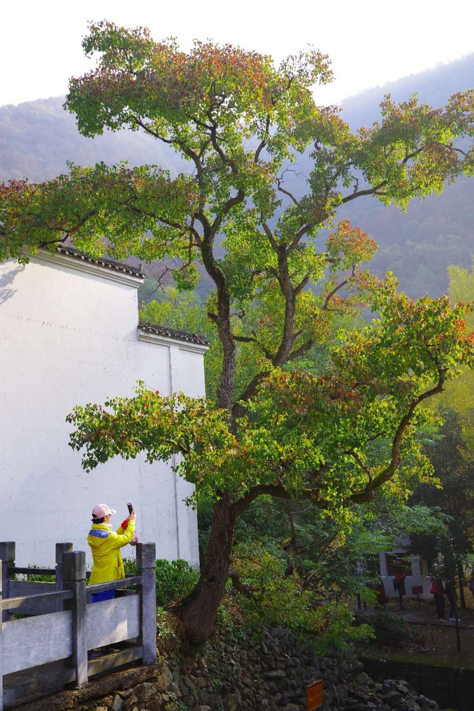 mmexport1542343462863