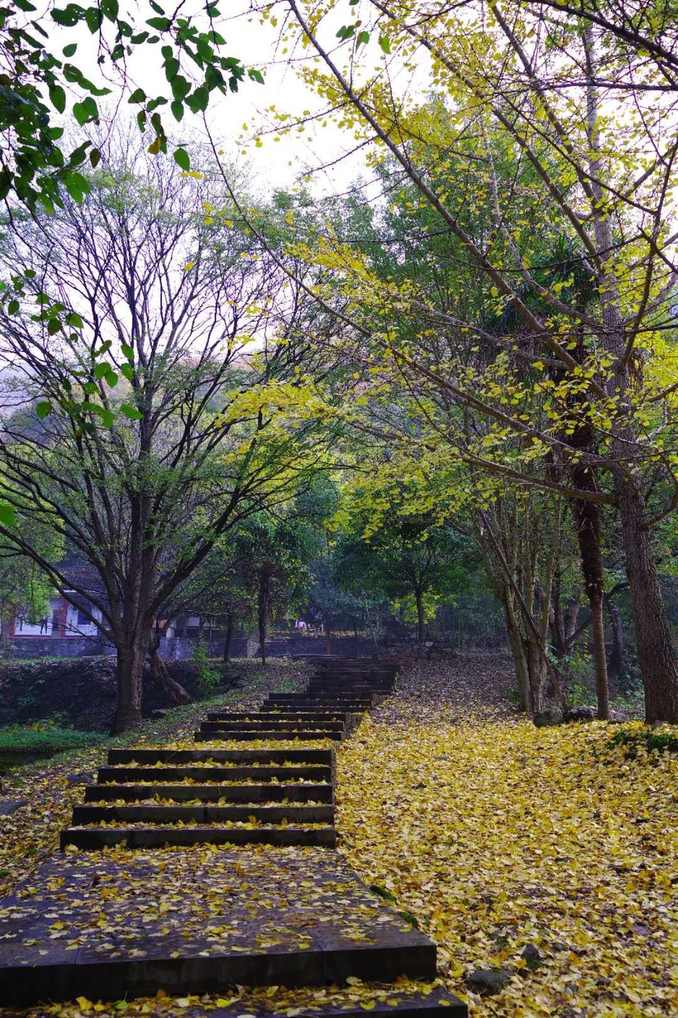 mmexport1542343492087