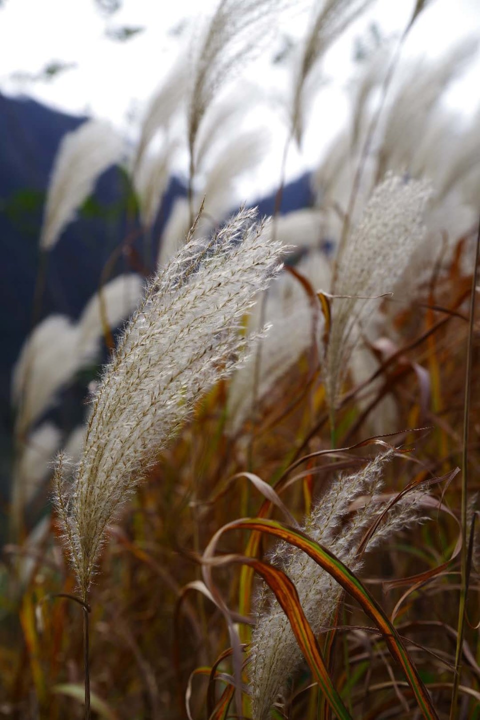 mmexport1542343497302