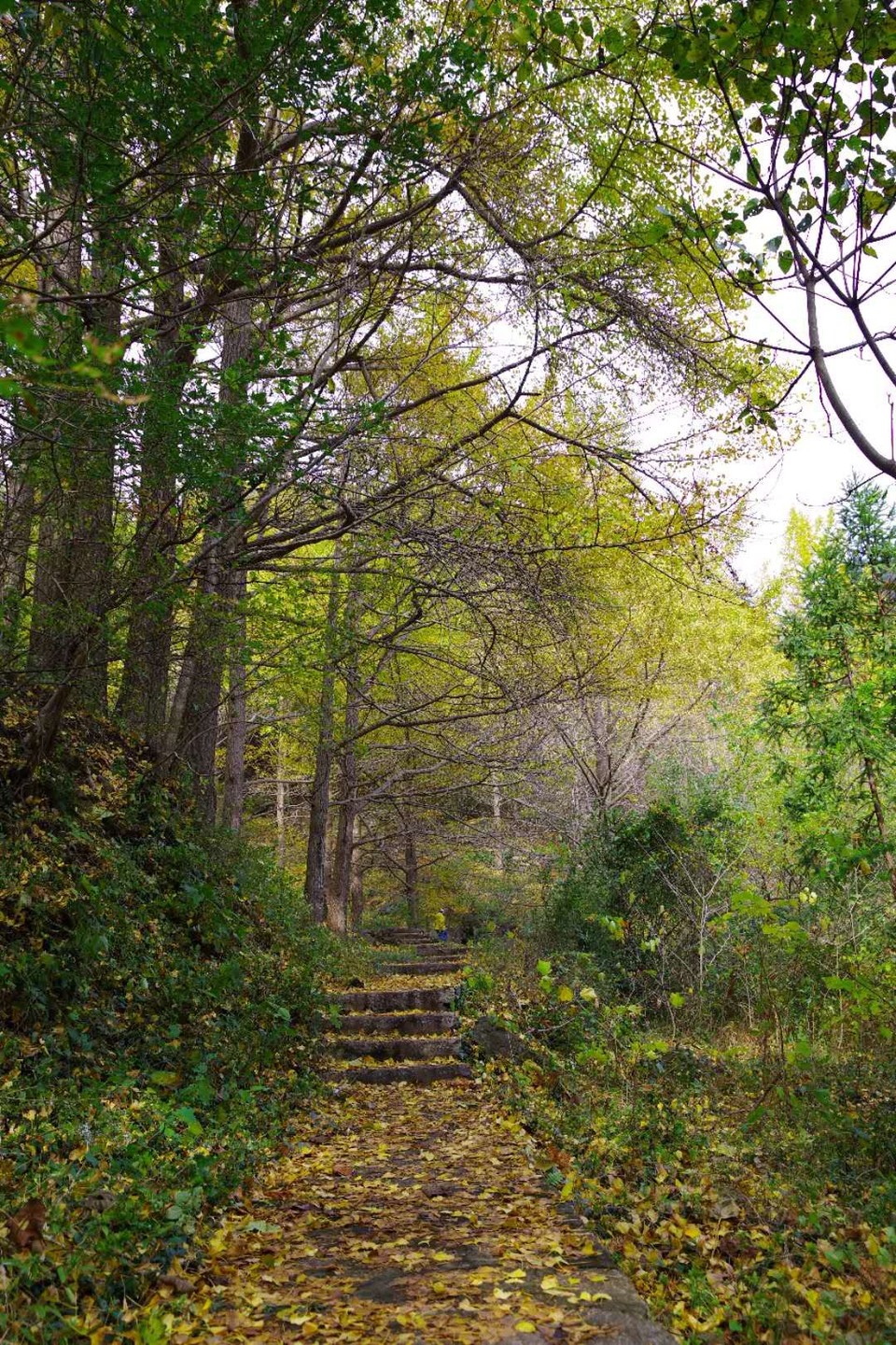 mmexport1542343505714