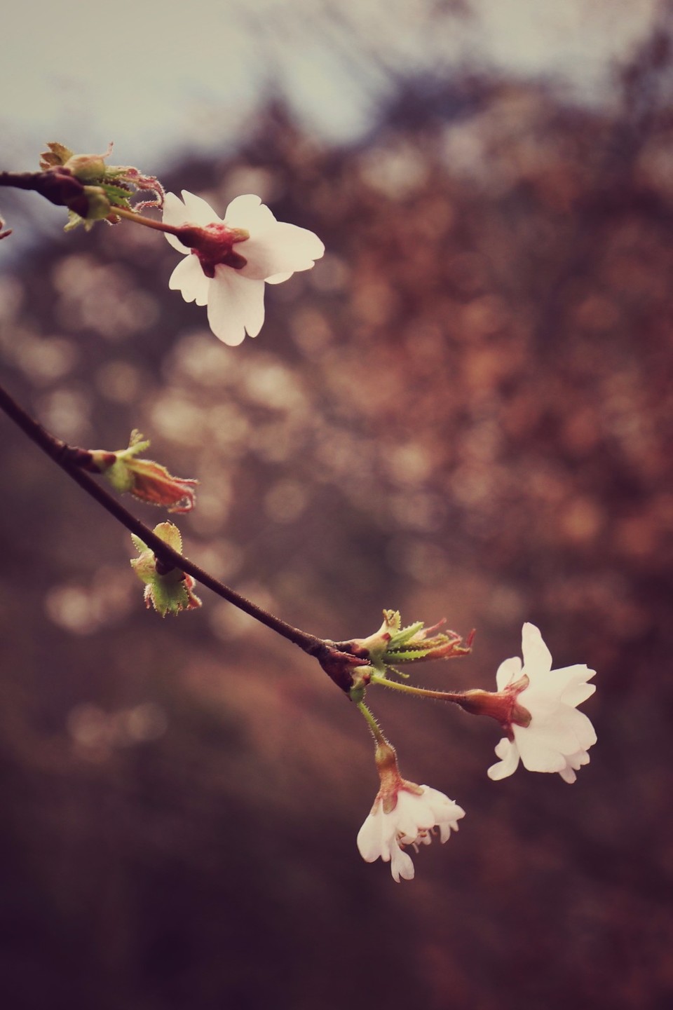 mmexport1520833877408