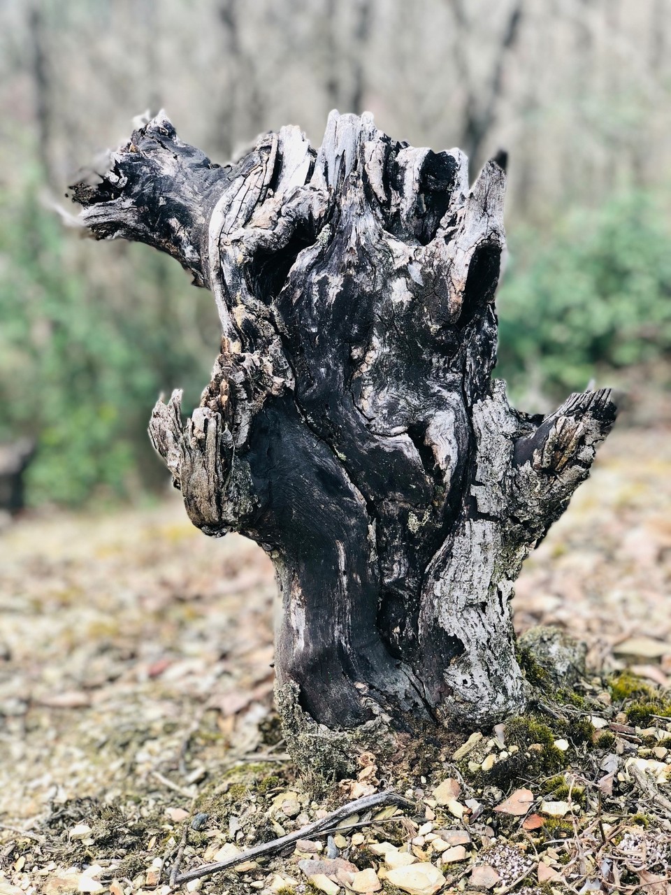 mmexport1520833960441