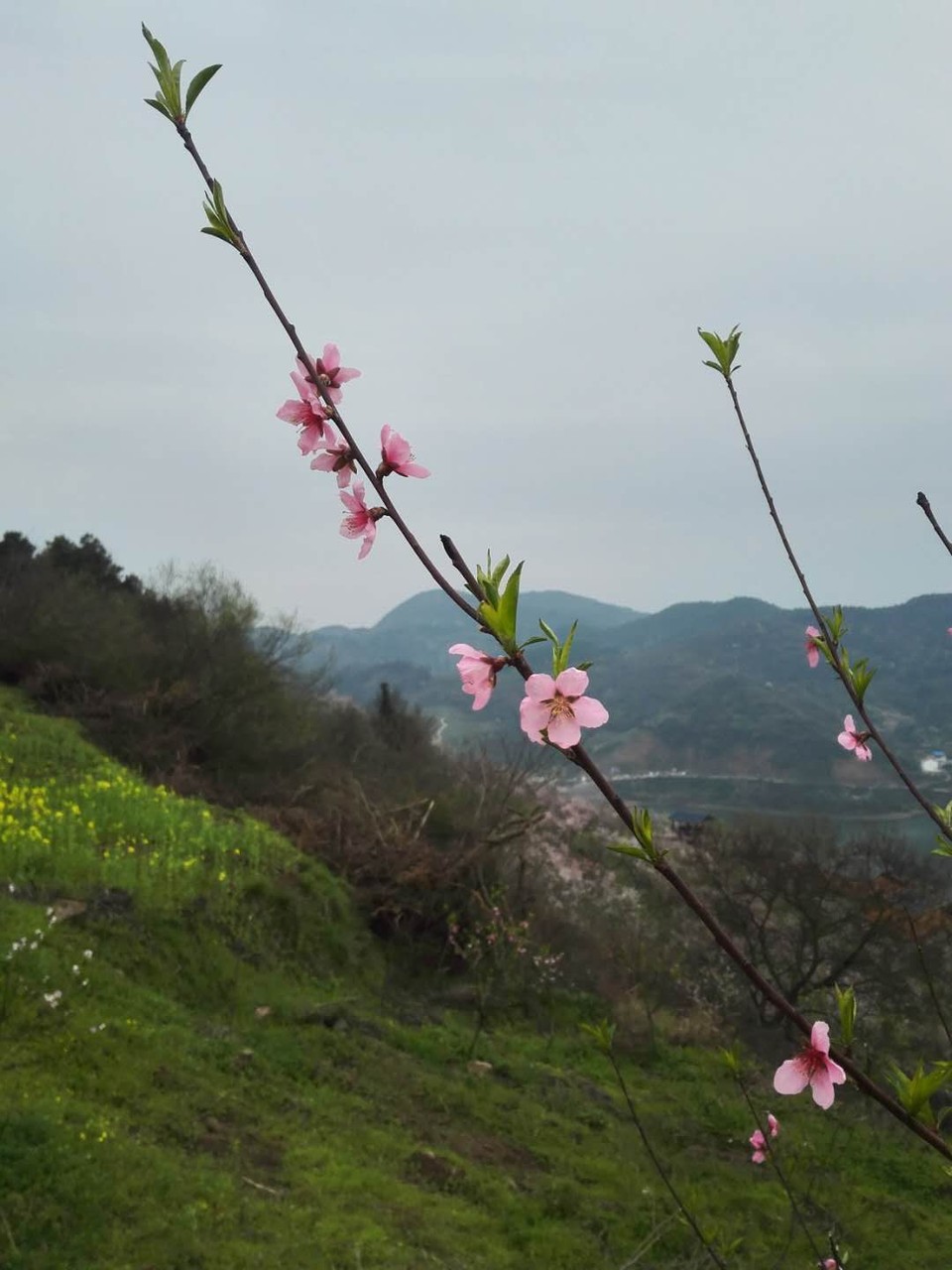 微信图片_2019032511003367