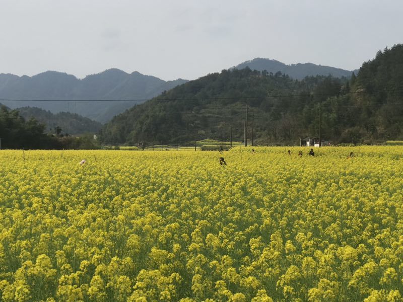 微信图片_201904011027336