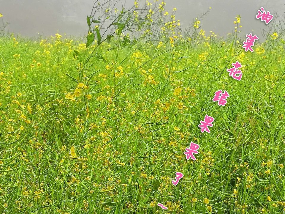 微信图片_2019041117441810