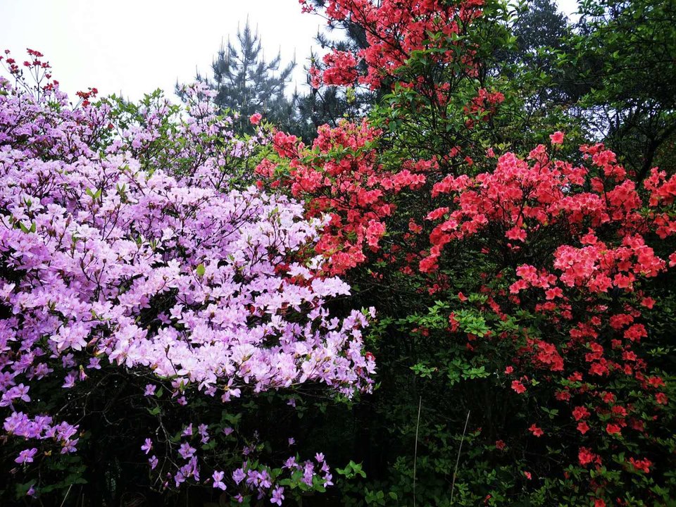 微信图片_2019050511454341