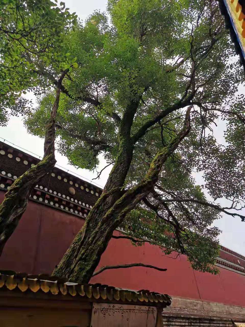 微信图片_201907221246394