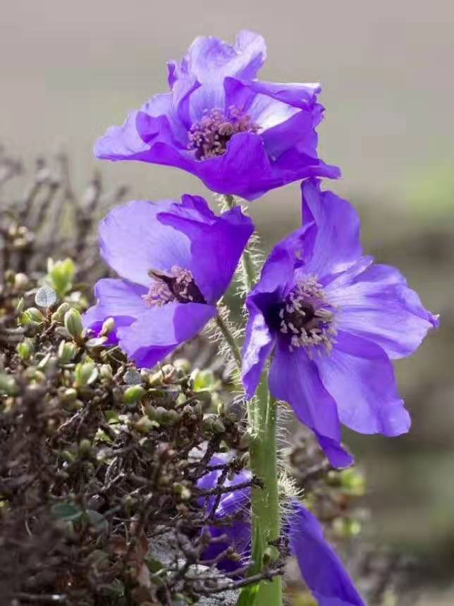 微信图片_201907221358413