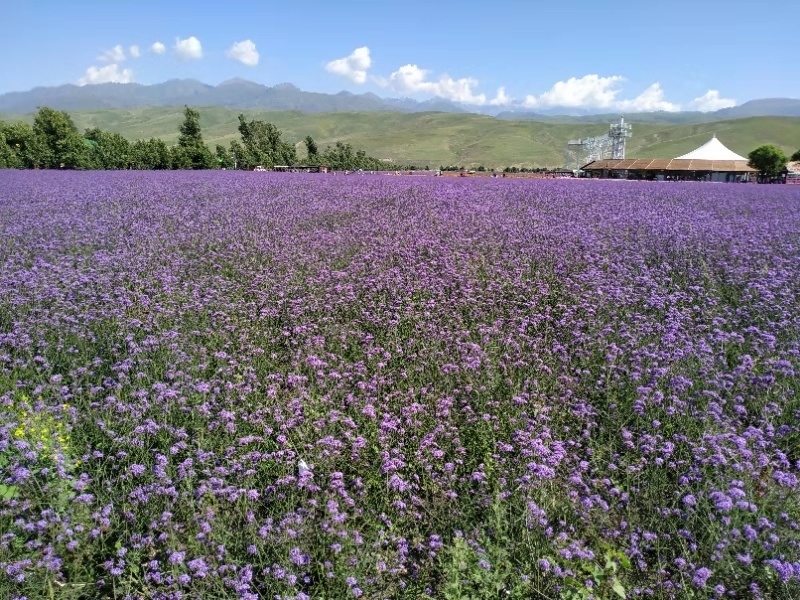 微信图片_2019080715231853