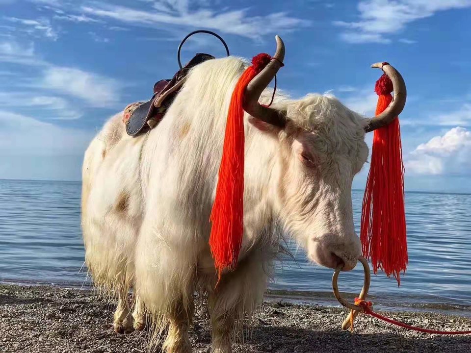 微信图片_201908121108042