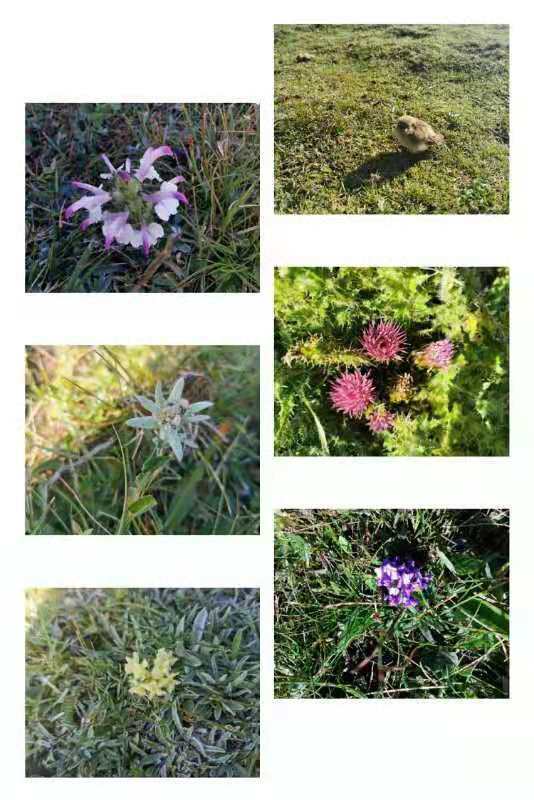 微信图片_201908121210546