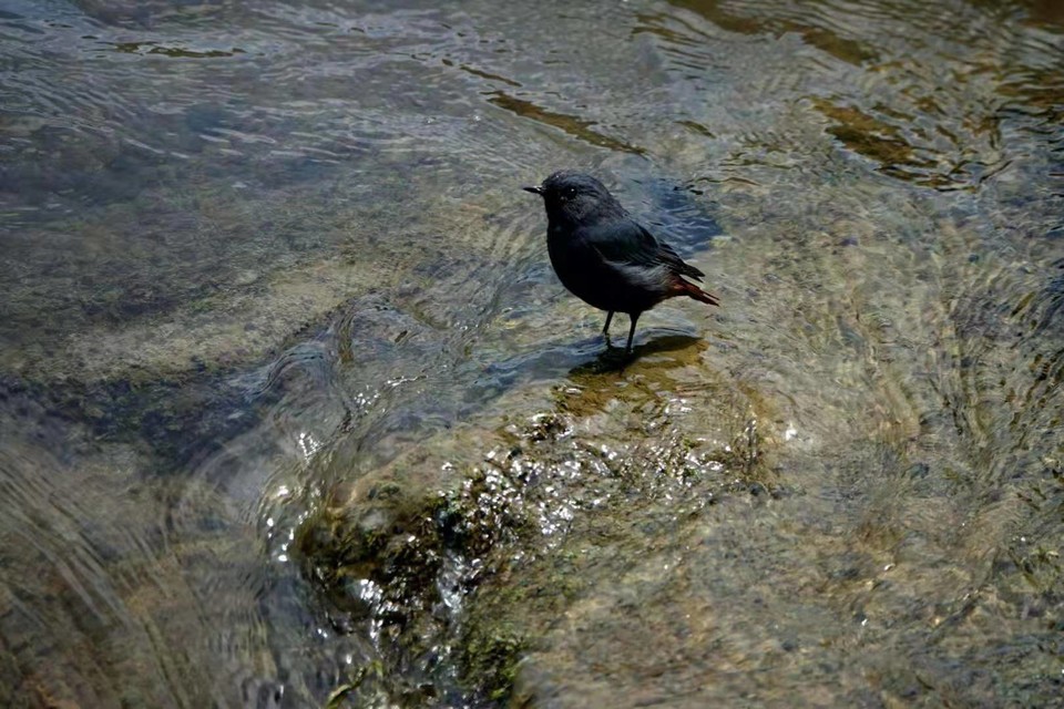 微信图片_201908131014447