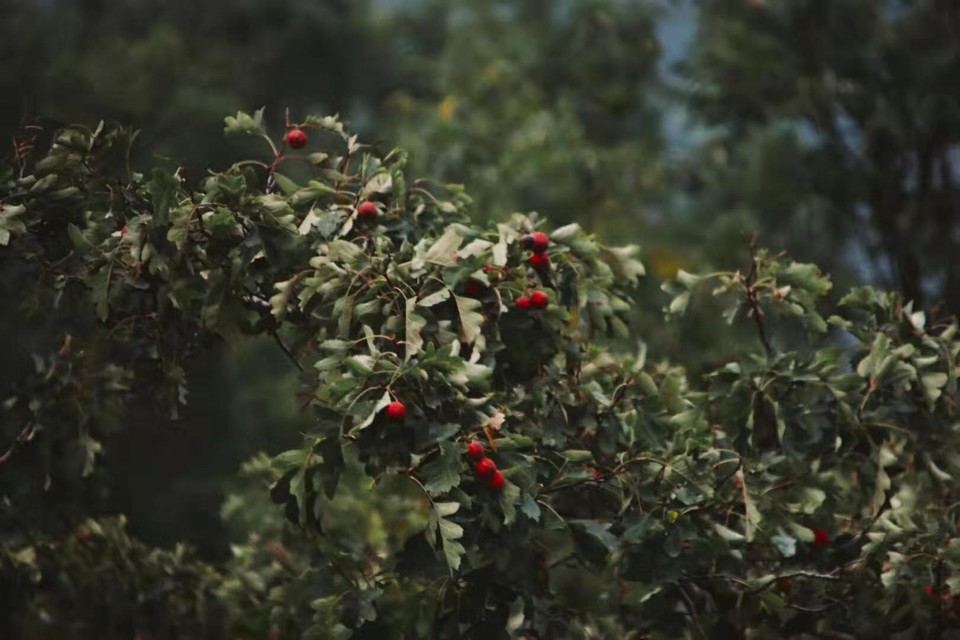 微信图片_201910081619005