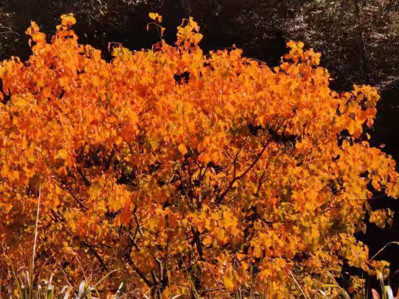 微信图片_20191118130451