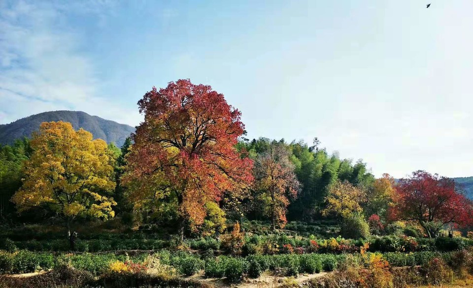 微信图片_201911181252114