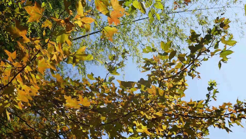 微信图片_201911181253425