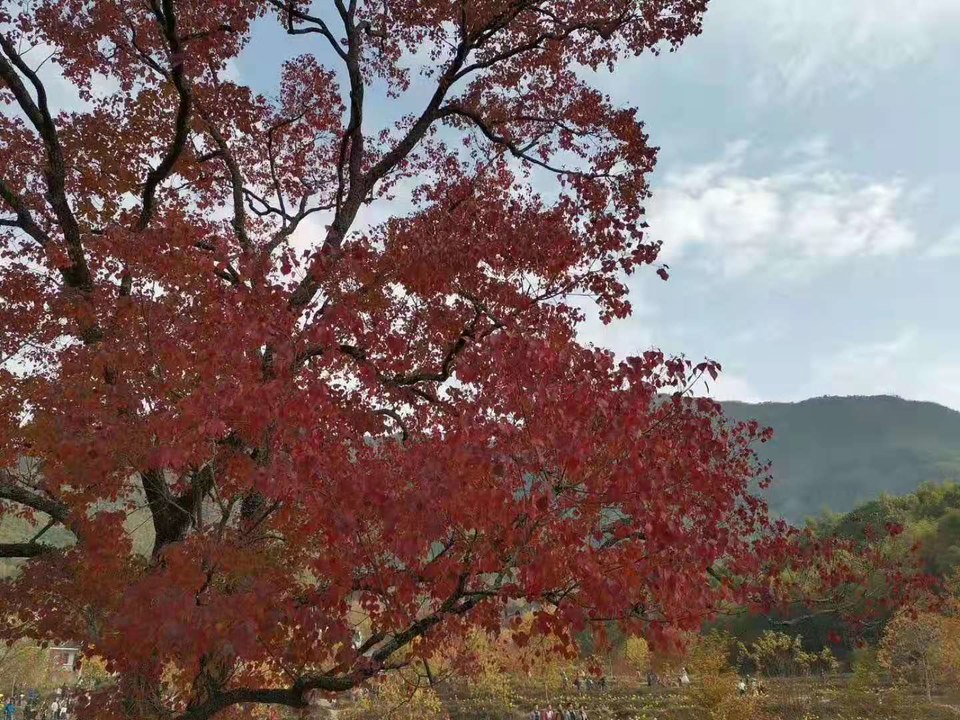 微信图片_201911181254255