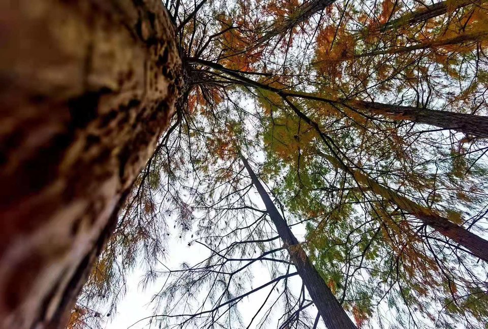 微信图片_201911181300052