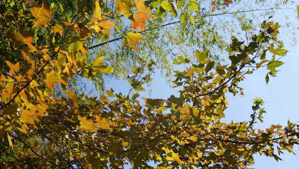 微信图片_201911181303194