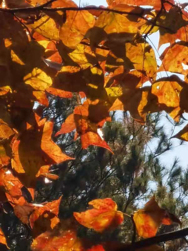 微信图片_201911181303196