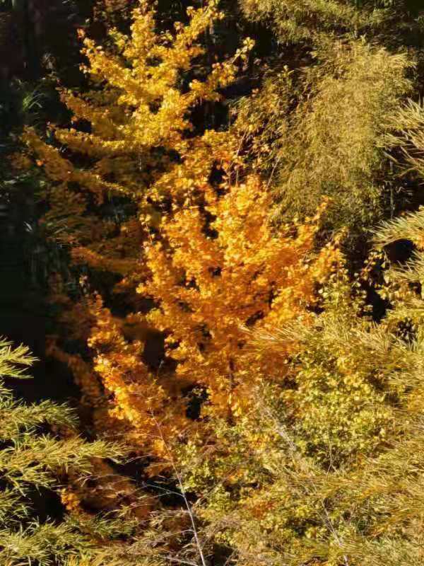 微信图片_201911181304511