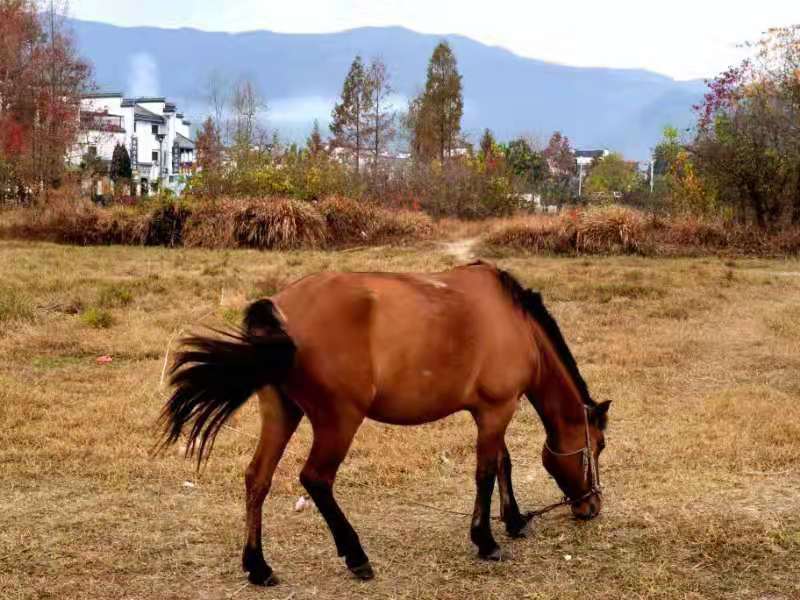 微信图片_201911181306525