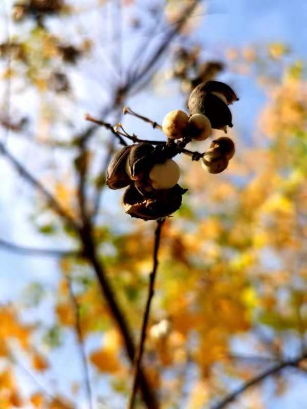 微信图片_201911181307272